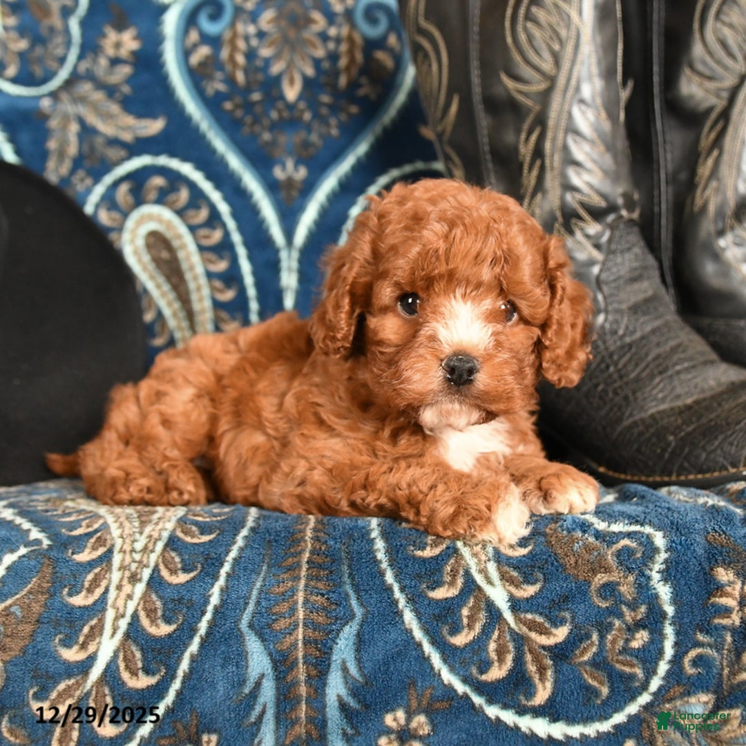 Cavapoo dogs for sale: Dolly - Ad 4