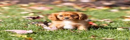 Cavalier King Charles Spaniel dogs for sale: Chewy - Ad 4