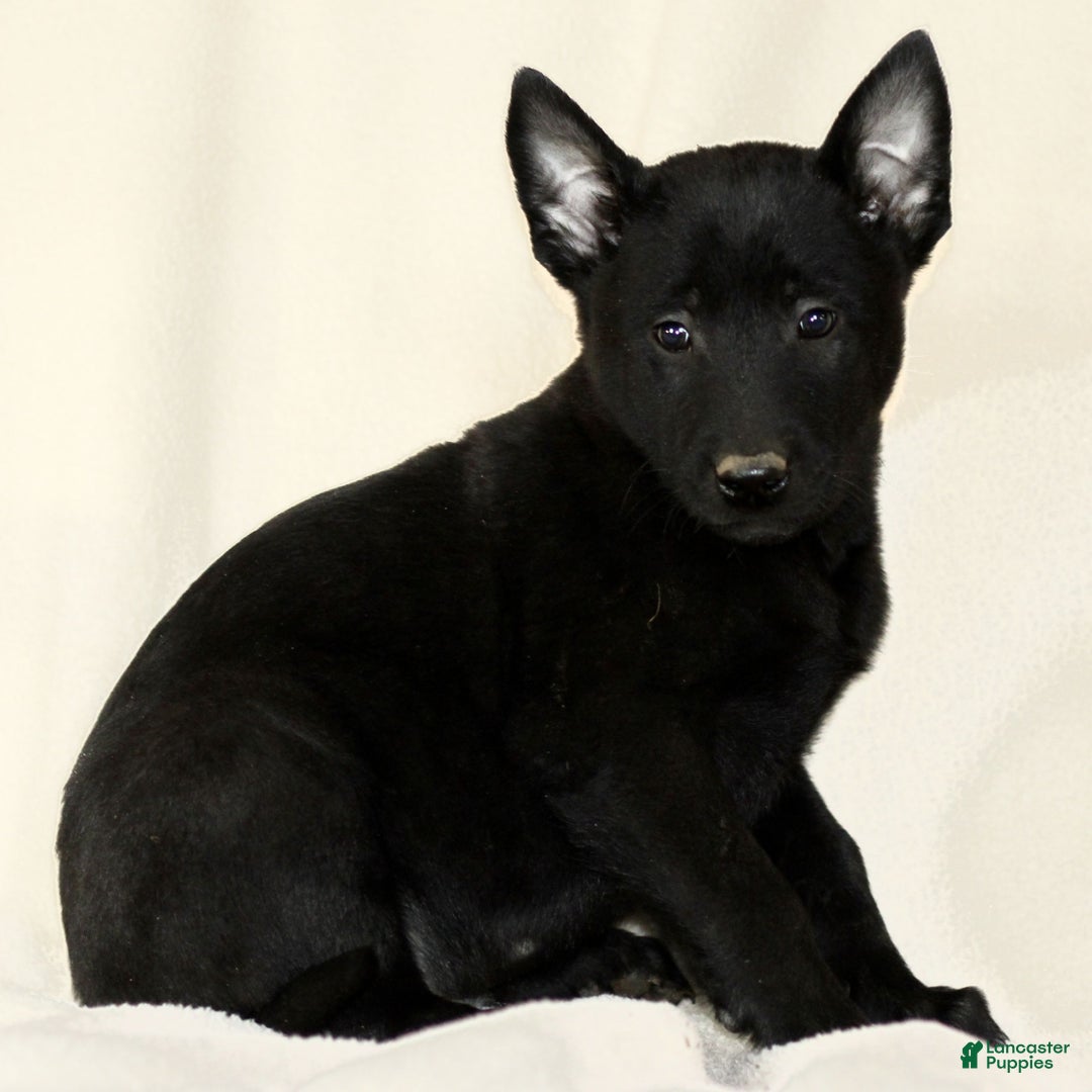 Belgian Malinois dogs for sale: Connor  - Ad 3