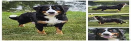 Mini Bernedoodle dogs for sale: Clover - Ad 5