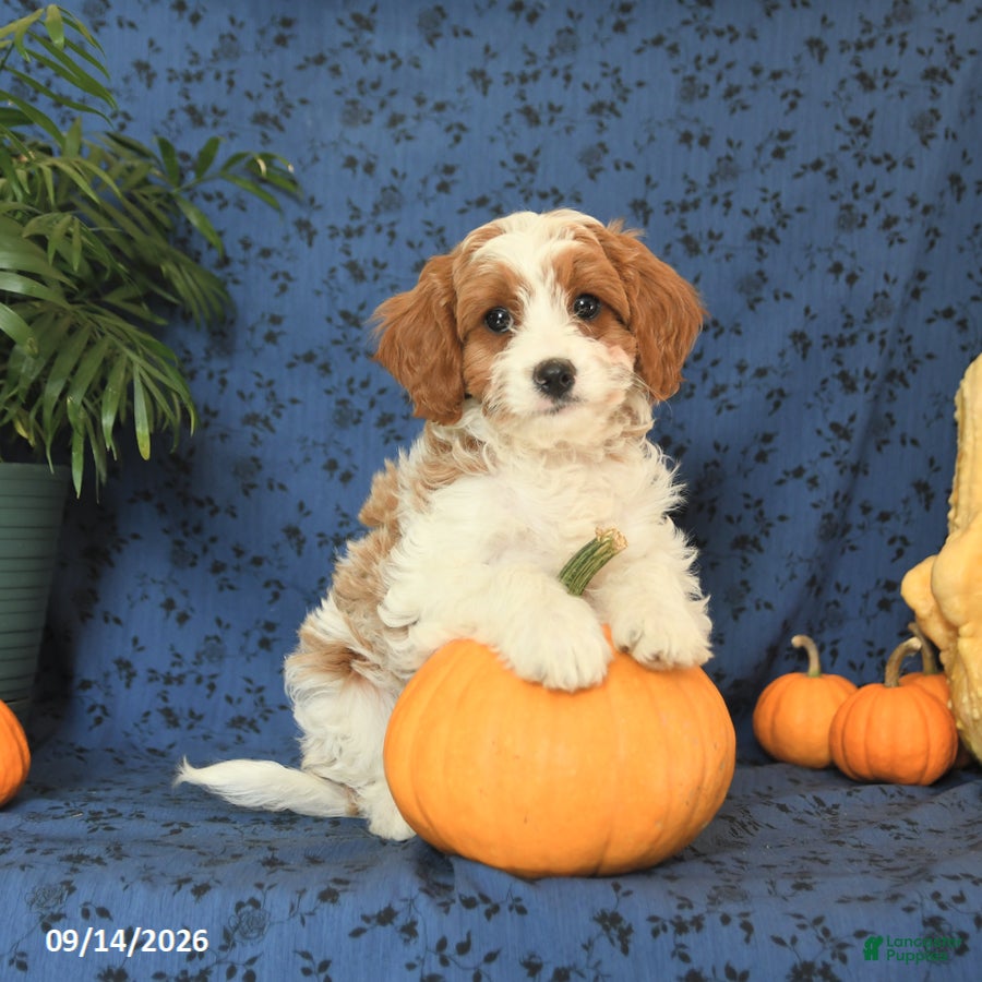 Cavapoo dogs Clover - Ad 2