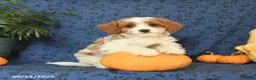Cavapoo dogs for sale: Clover - Ad 2