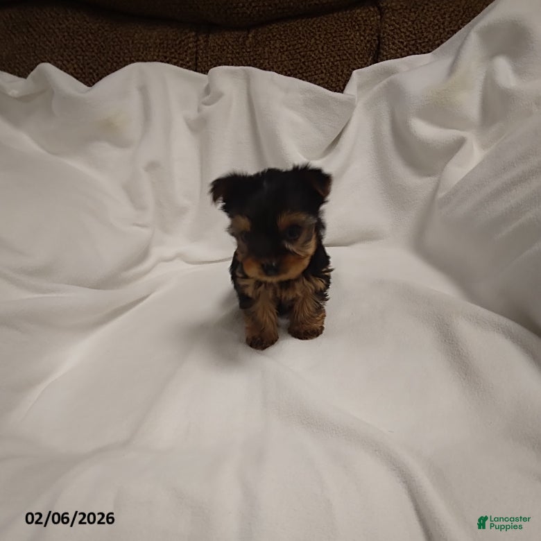Yorkshire Terrier dogs Macey - Ad 2
