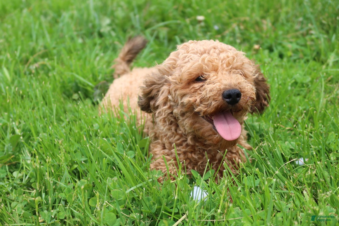 Toy Poodle dogs for sale: Merry - Ad 11