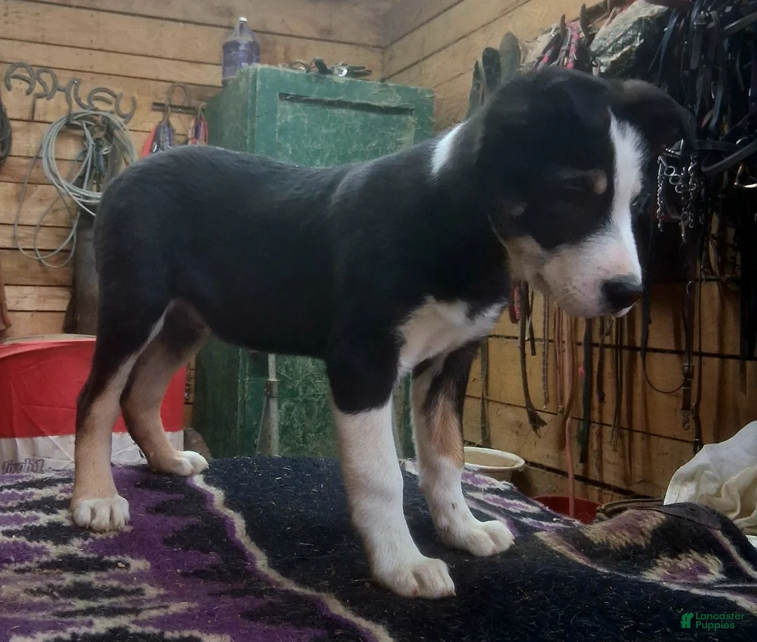 Border Collie dogs for sale: Border Collie Puppy 1 - Ad 7