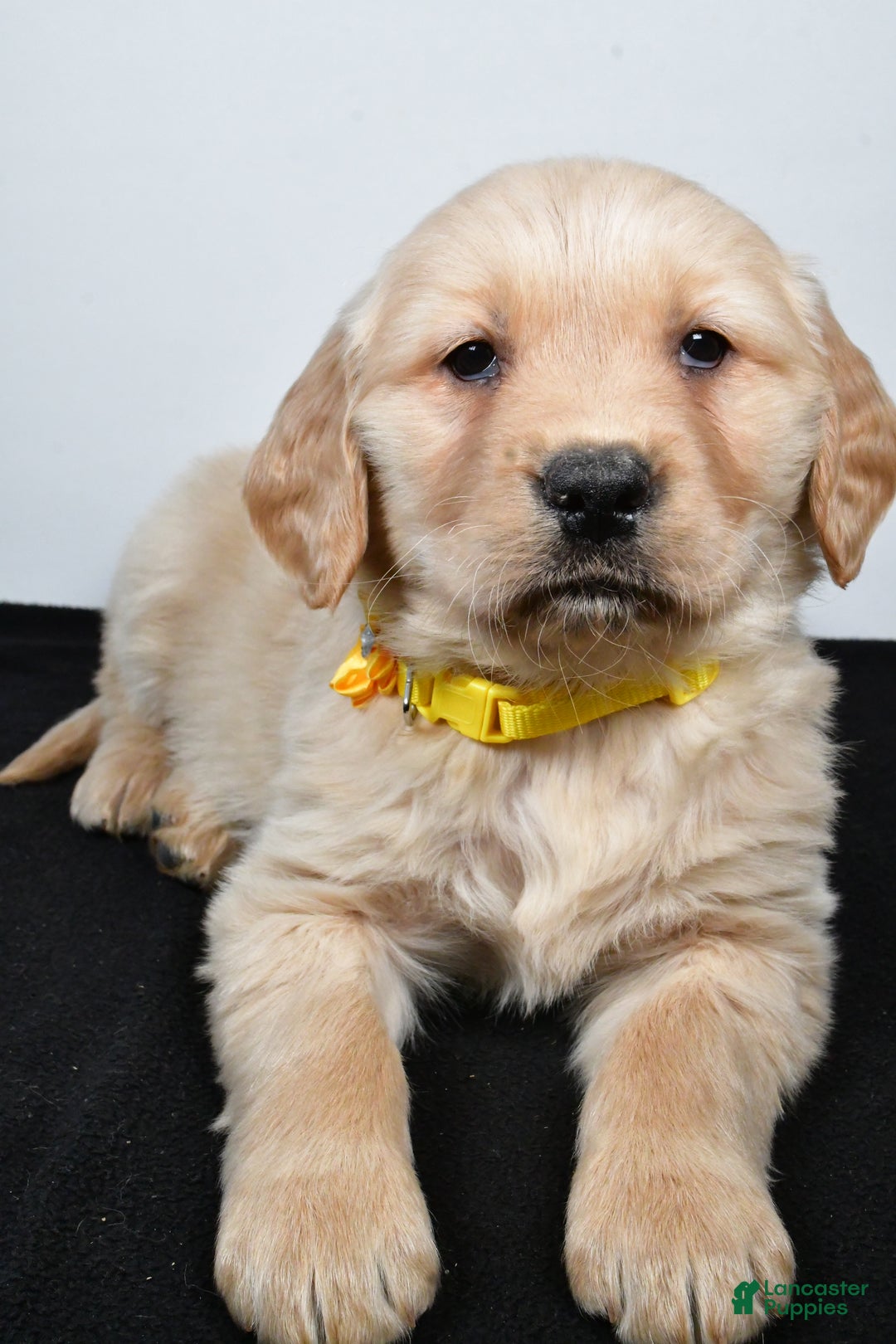 Golden Retriever dogs for sale: Joy - Ad 8