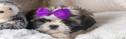 Shih Tzu dogs for sale: BAILEY - Ad 5