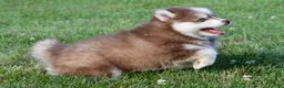 Pomsky dogs for sale: Prince - Ad 5