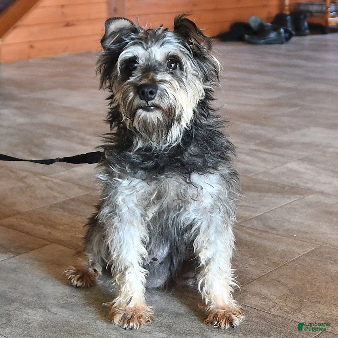 Miniature Schnauzer dogs for sale: Derek - Ad 6