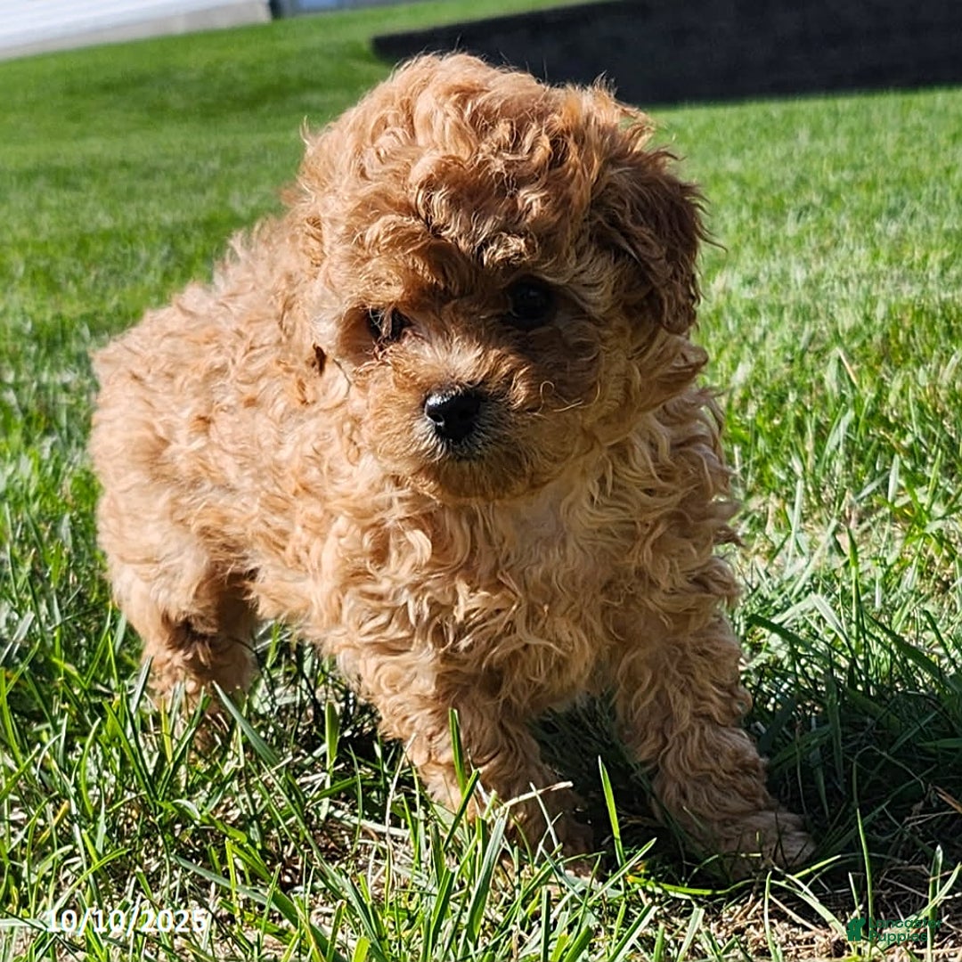 Cavapoo dogs for sale: Jake - Ad 17