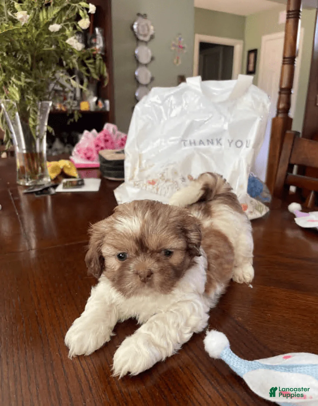 Gallery Image {{count}}