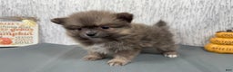 Pomeranian dogs for sale: Pomeranian Puppy 1 - Ad 4