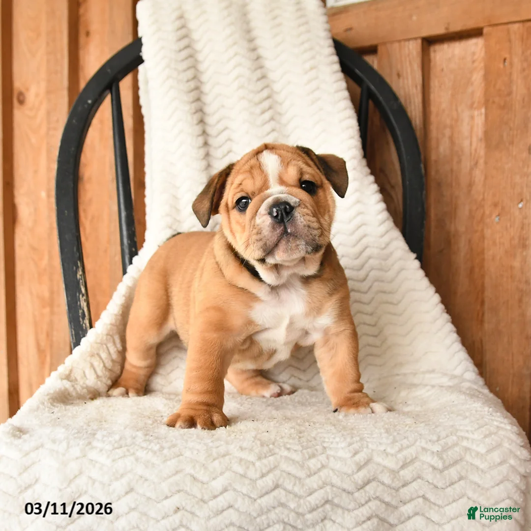 English Bulldog dogs for sale: Mindy - Ad 1