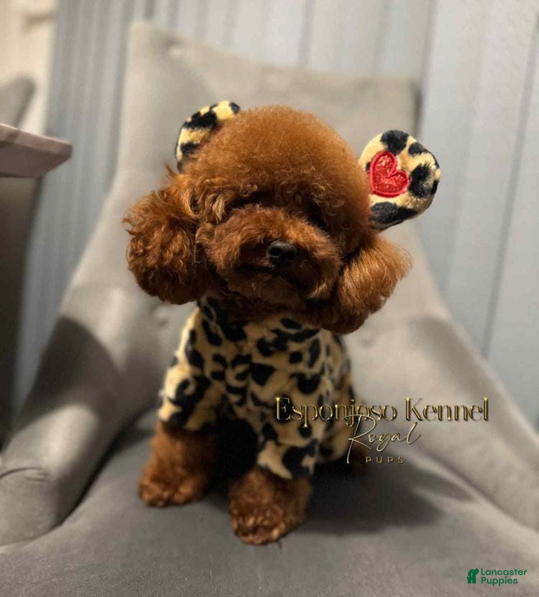 Maltipoo dogs for sale: Ella - Ad 3