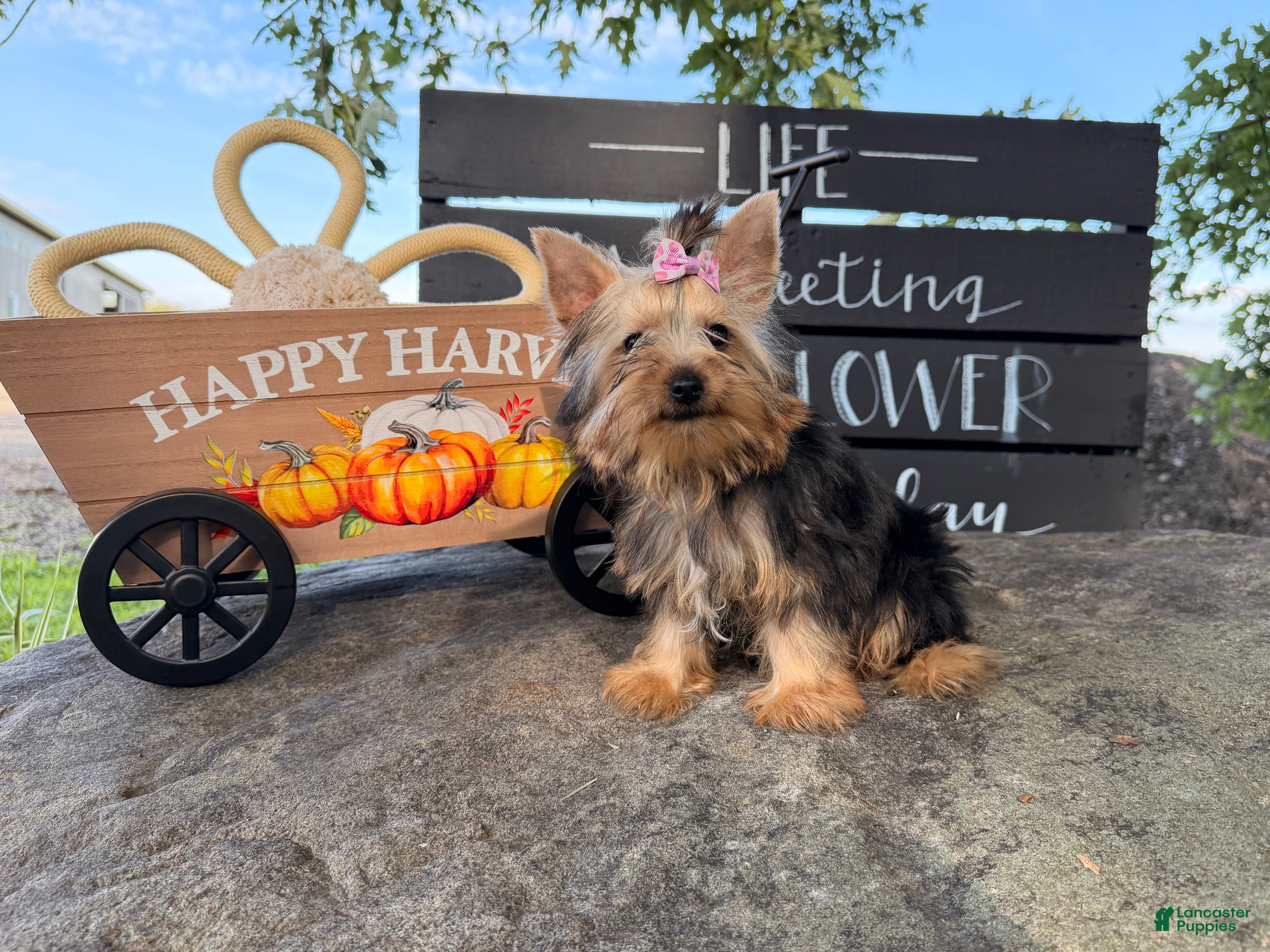 Yorkshire Terrier dogs Nicole Yorkshire Terrier  - Ad 2