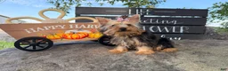 Yorkshire Terrier dogs for sale: Nicole Yorkshire Terrier  - Ad 8