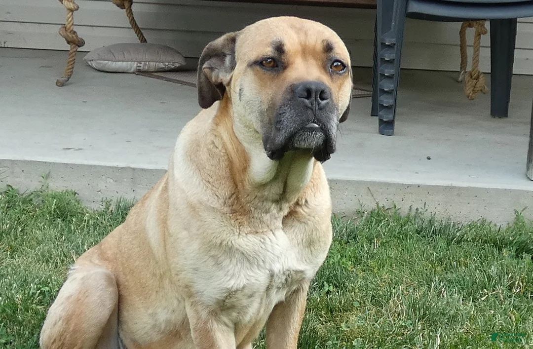 Cane Corso dogs for sale: Cane Corso Puppy 8 Saba - Ad 4