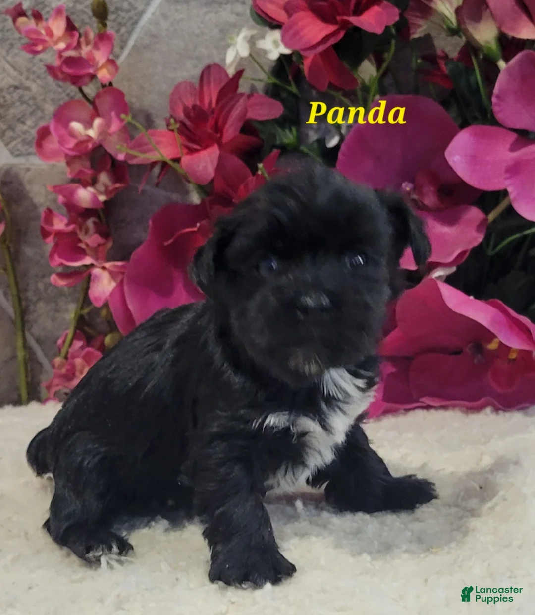 Morkie dogs for sale: Panda - Ad 1