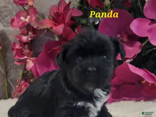 Morkie dogs Panda - Ad 25