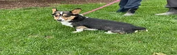 Welsh Corgi Pembroke dogs for sale: Nash - Ad 4