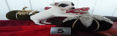 Chihuahua 5 Shiela
