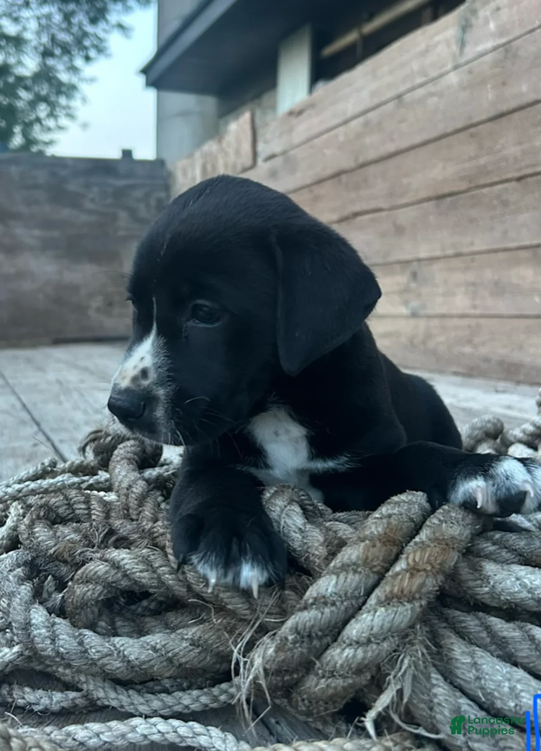 Mixed Breed dogs for sale: Sally - Ad 3