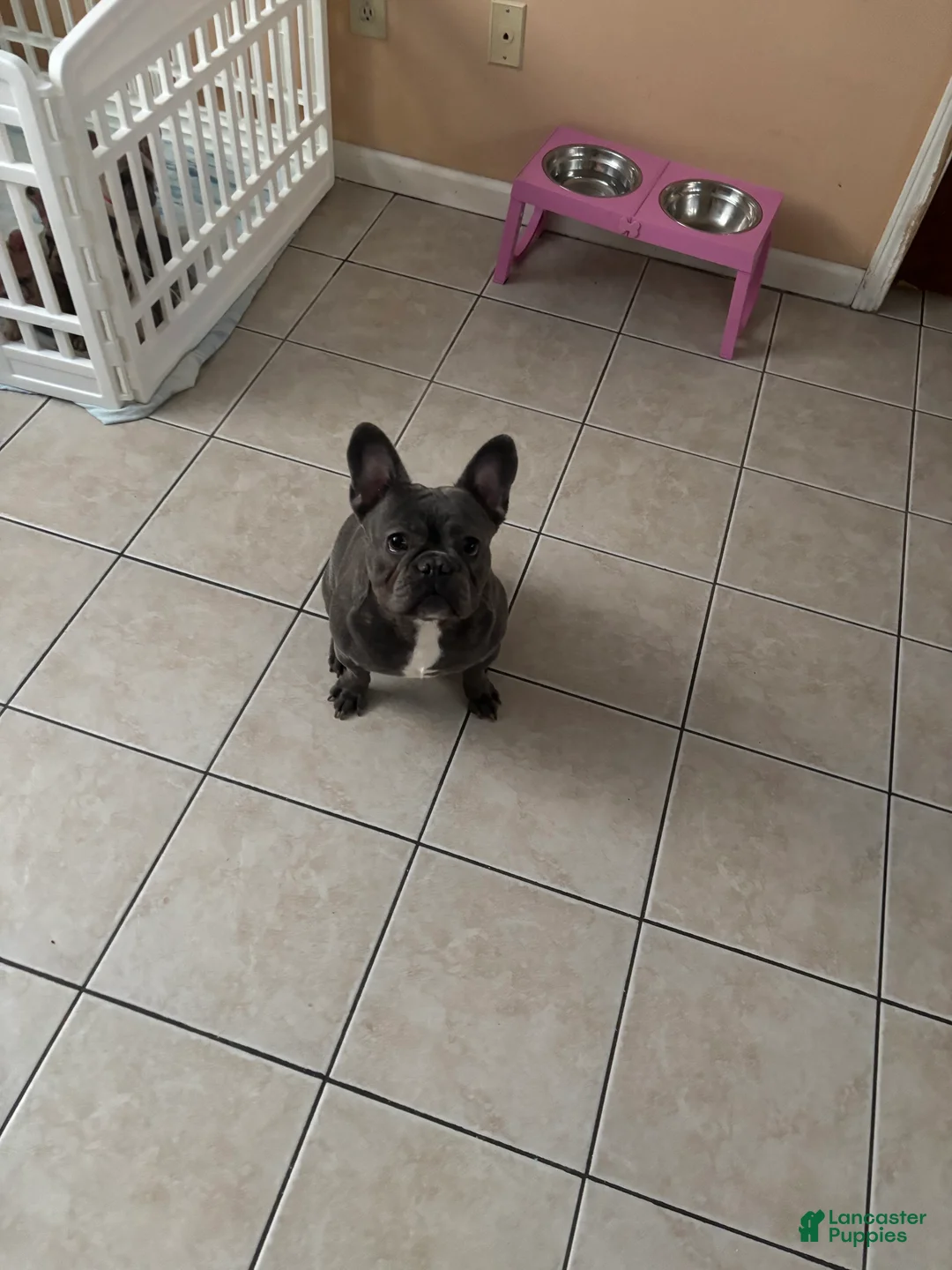 French Bulldog dogs for sale: Toby - Ad 3