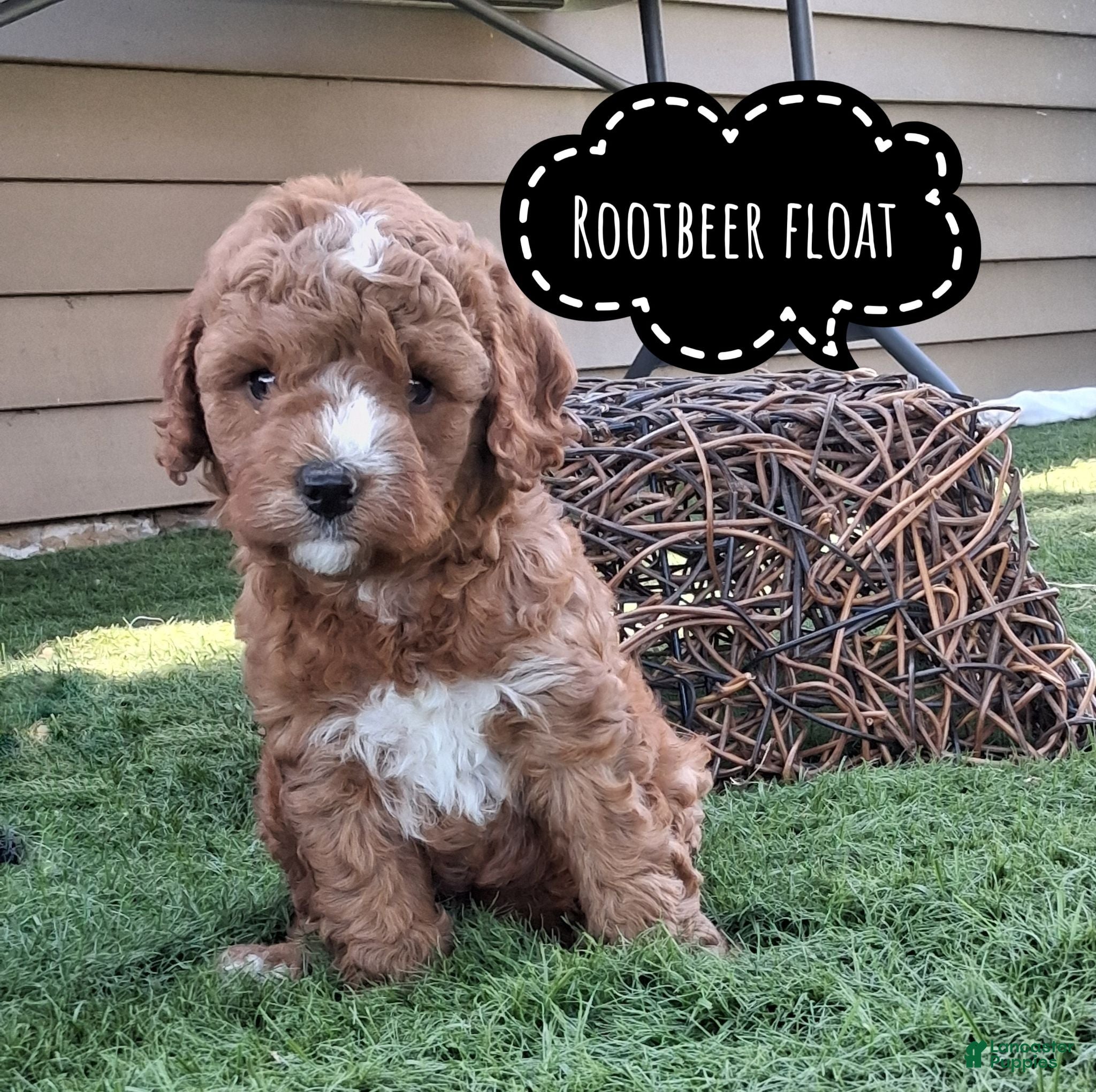 Cavapoo dogs Rootbeer float - Ad 2