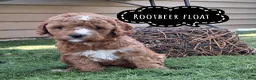 Cavapoo dogs for sale: Rootbeer float - Ad 2