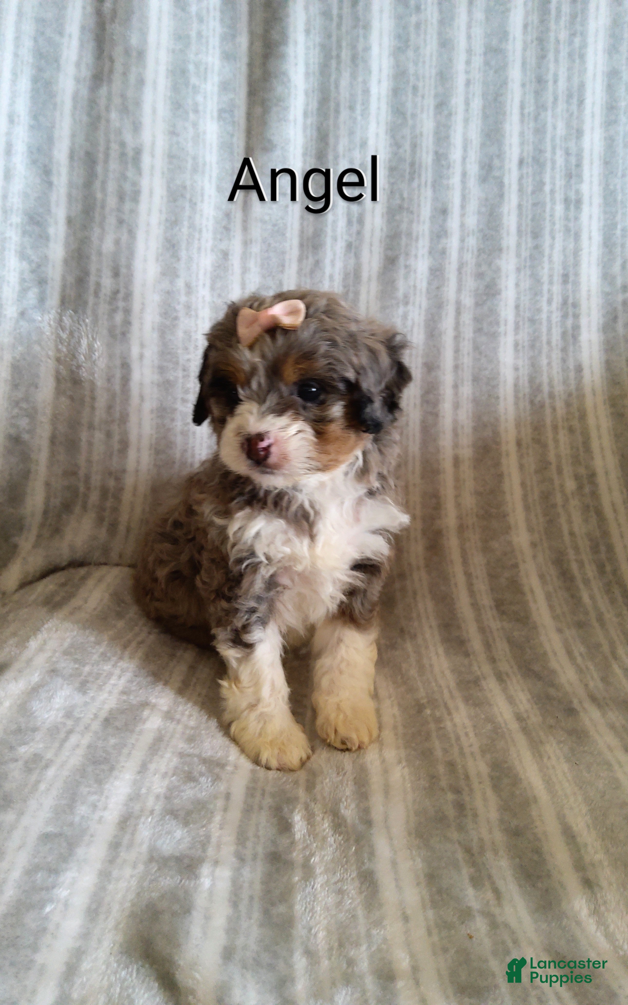 Mini Bernedoodle dogs  Angel  - Ad 18