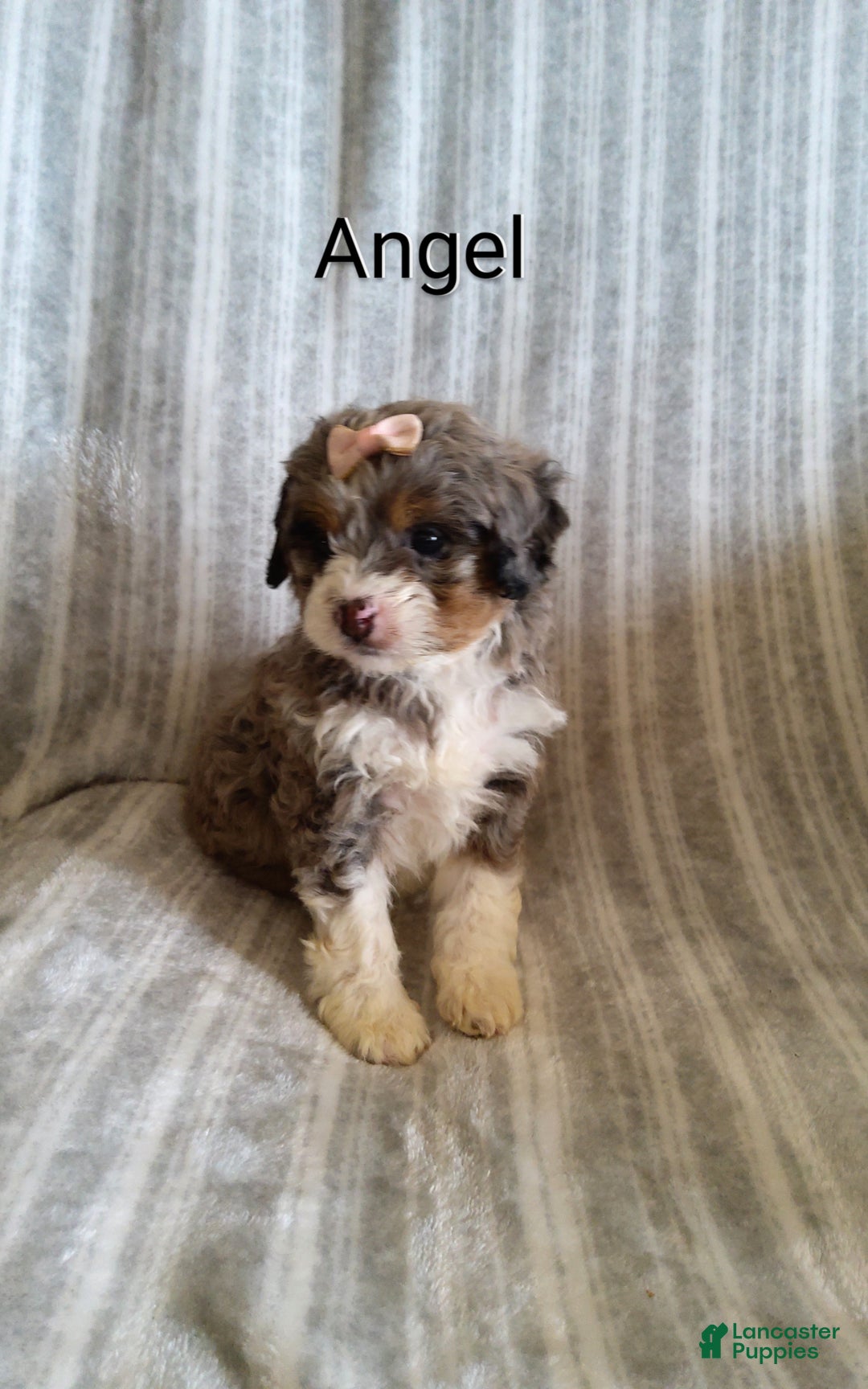 Mini Bernedoodle dogs for sale:  Angel  - Ad 1