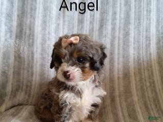 Mini Bernedoodle dogs Angel - Ad 29