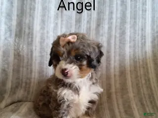 Mini Bernedoodle dogs Angel - Ad 30