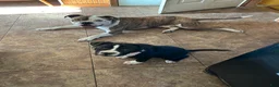American Pit Bull Terrier dogs for sale: Gatti - Ad 3