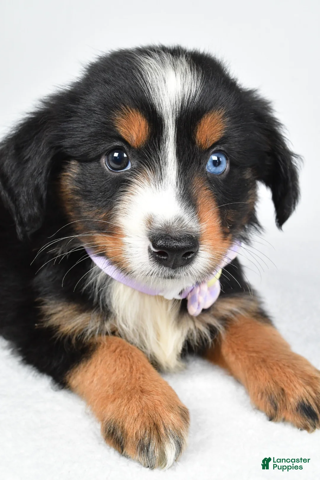 Miniature Australian Shepherd dogs for sale: Kate  - Ad 2
