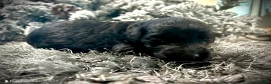 Raven