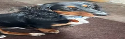 Dachshund dogs for sale: Buddy - Ad 3