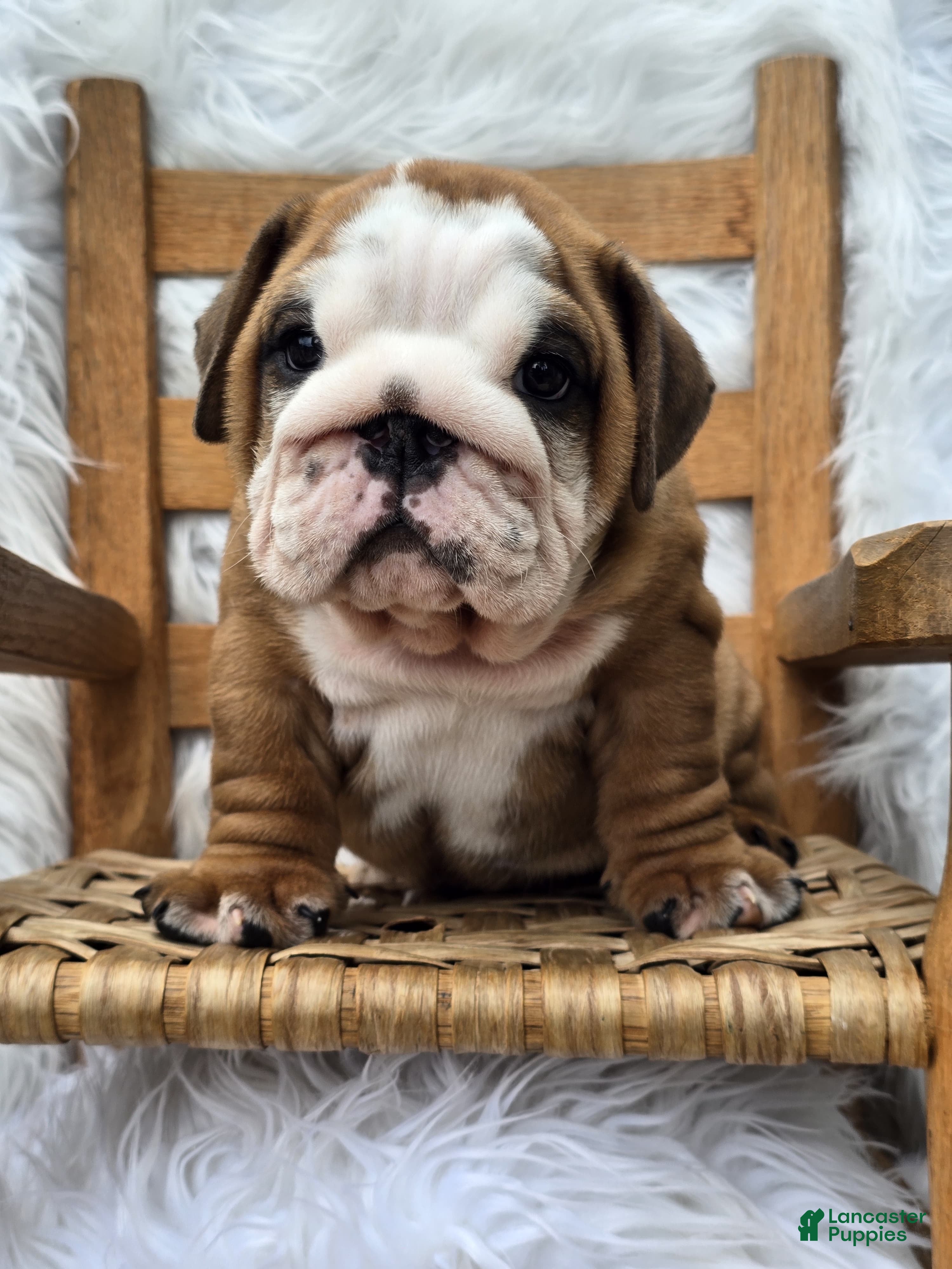 English Bulldog dogs Dominic - Ad 1