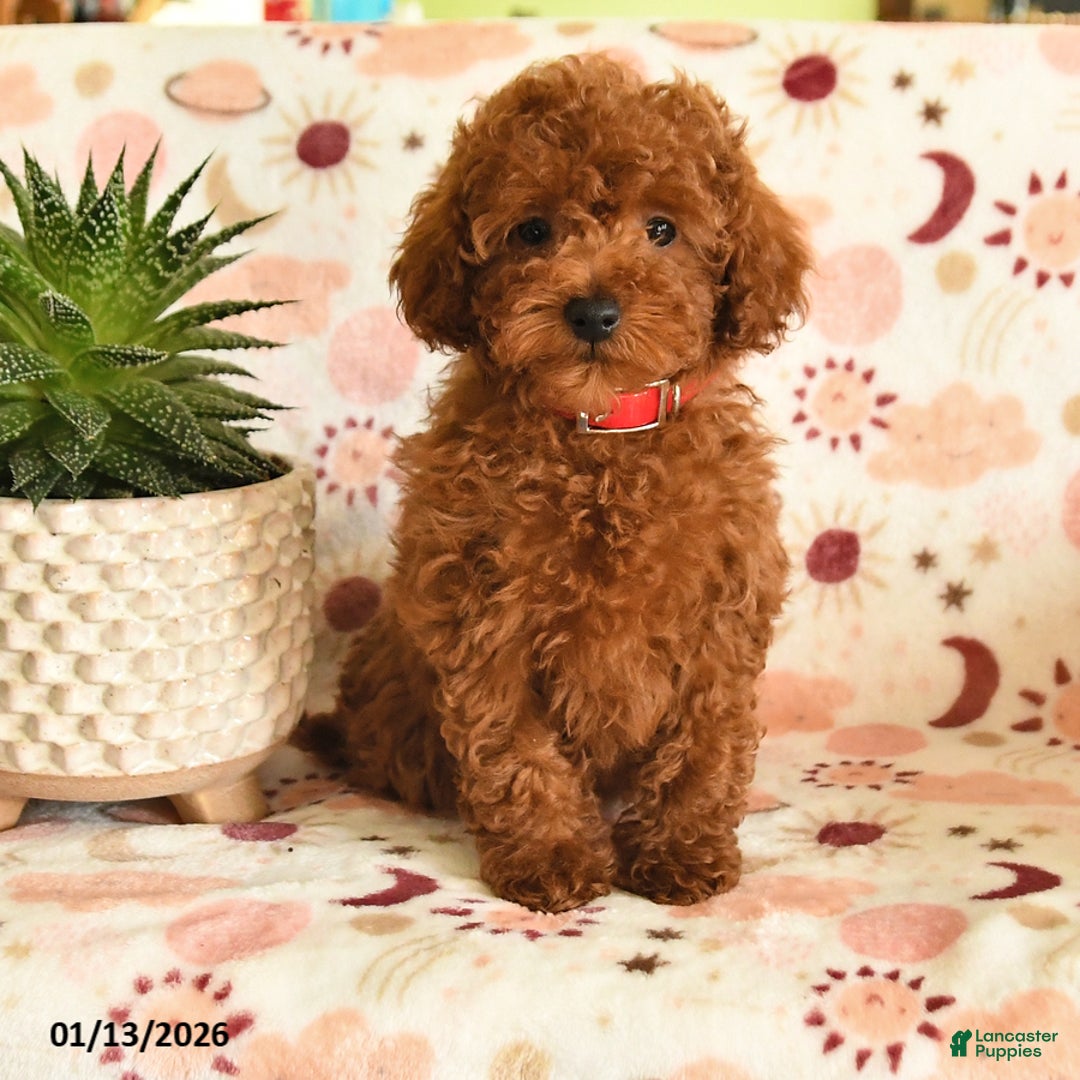 Miniature Poodle dogs for sale: Mackenzie - Ad 4