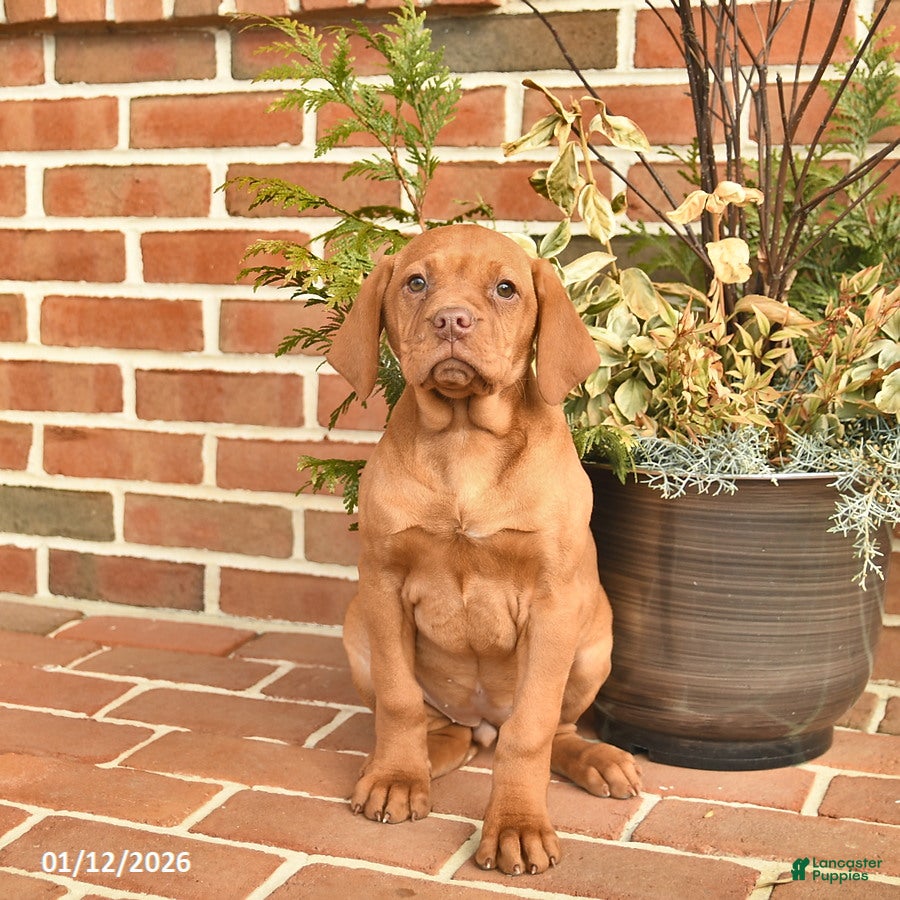 Vizsla dogs Lady  - Ad 2