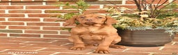 Vizsla dogs for sale: Lady  - Ad 2