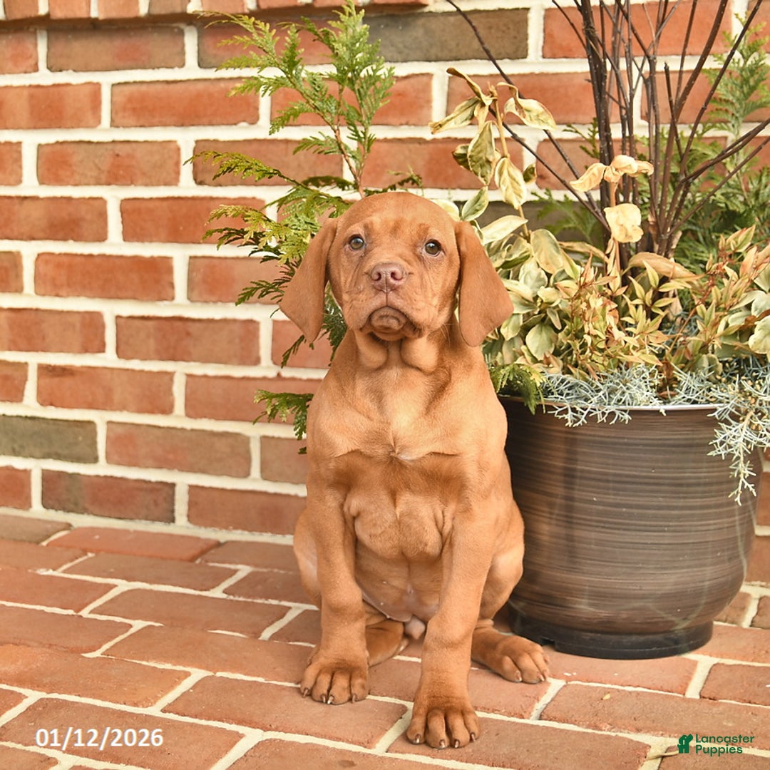 Vizsla dogs for sale: Lady  - Ad 2