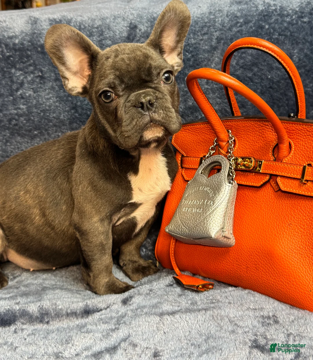 French Bulldog dogs for sale: Cookie - Ad 4