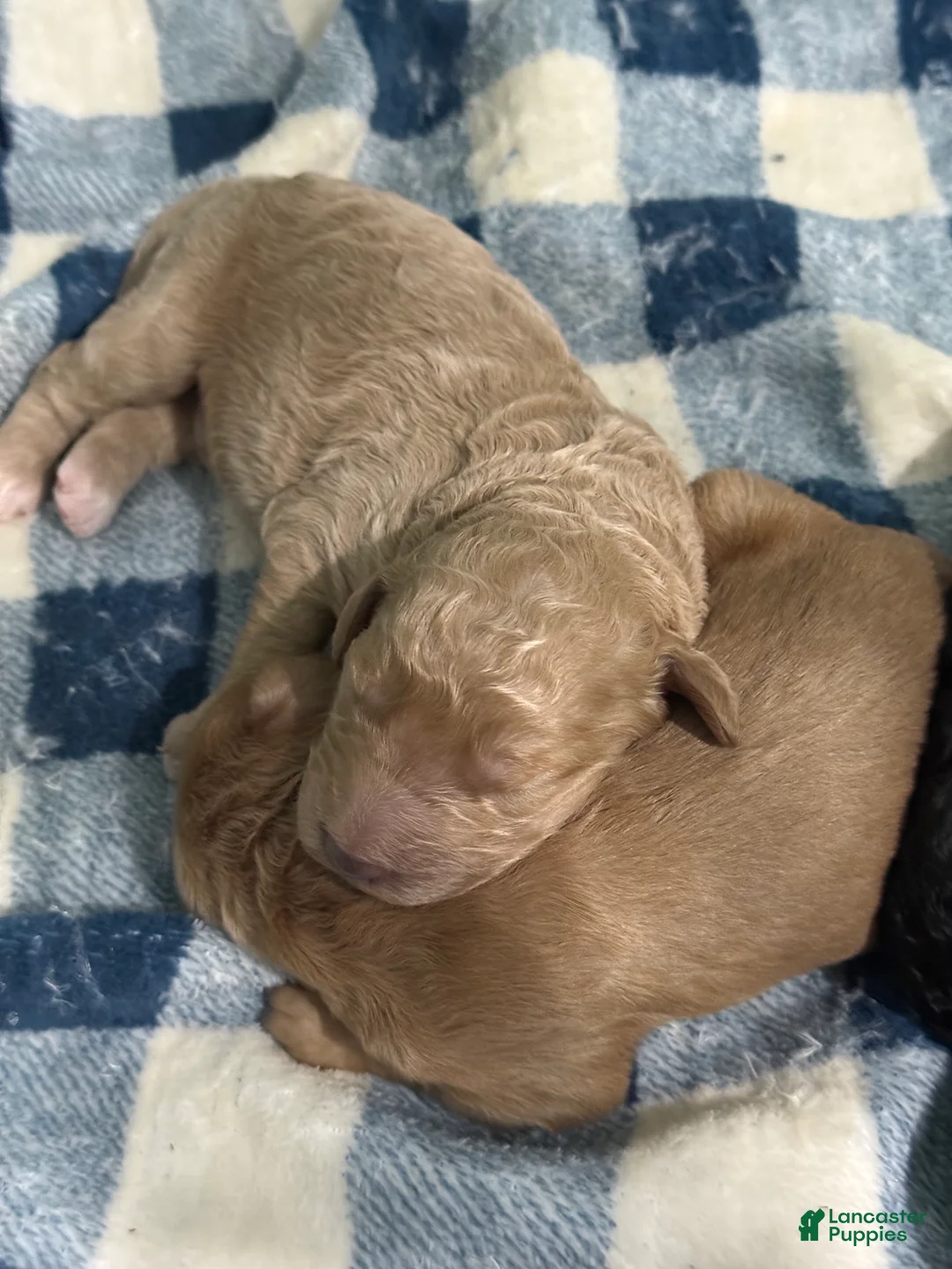 Goldendoodle dogs for sale: Goldendoodle Puppy 2 - Ad 1
