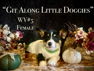 Welsh Corgi Pembroke dogs WV#4 - Ad 4