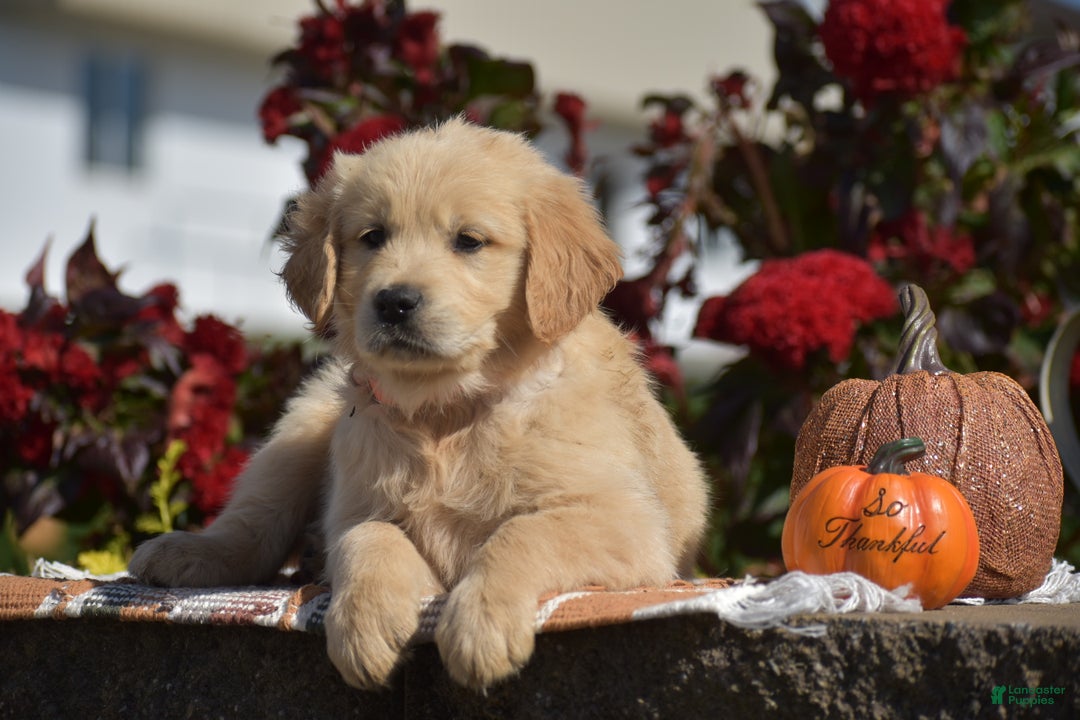 Golden Retriever dogs for sale: Kingston - Ad 4