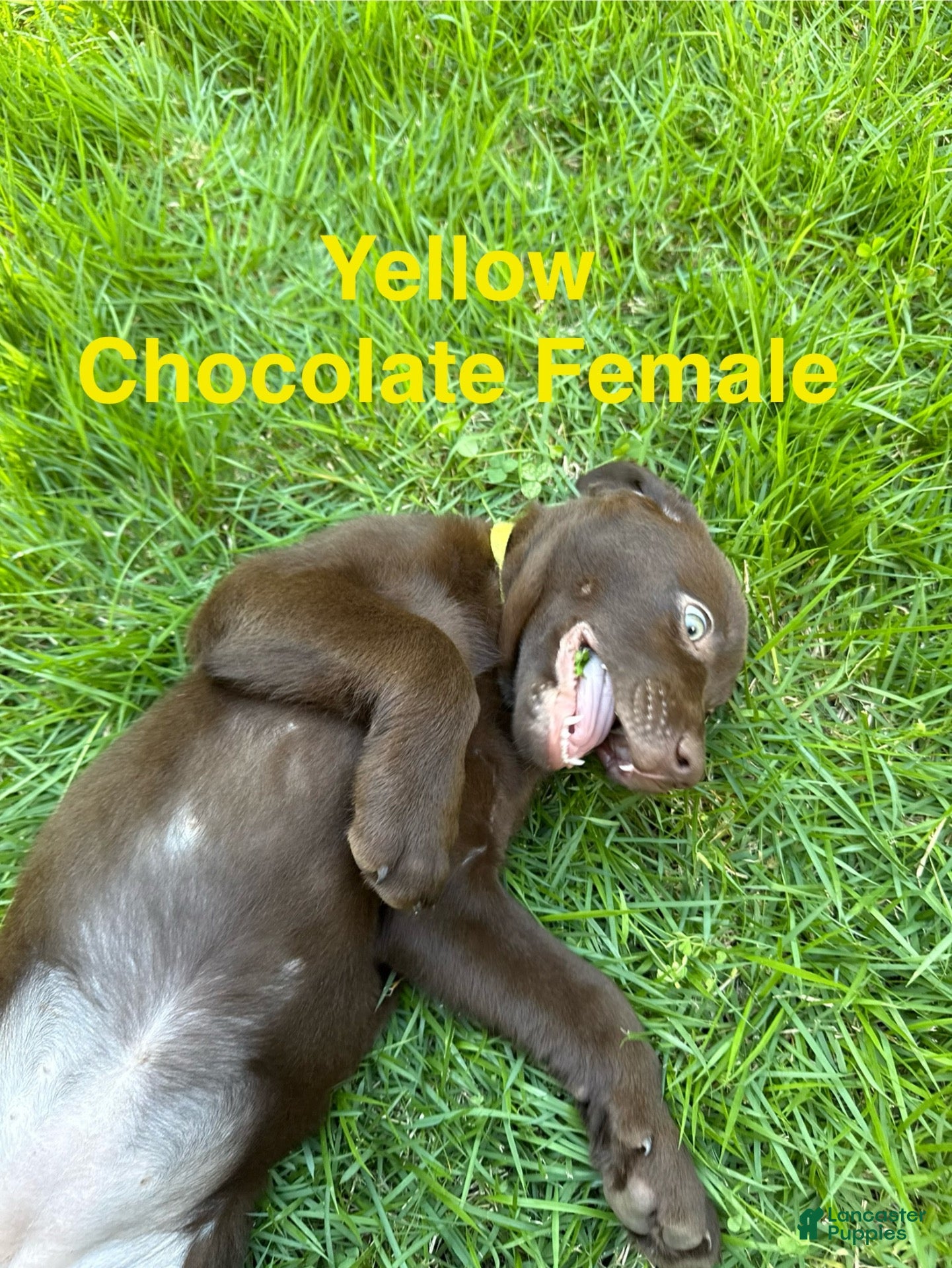 Labrador Retriever dogs Yellow - Ad 2