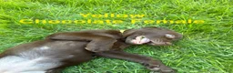 Labrador Retriever dogs for sale: Yellow - Ad 2