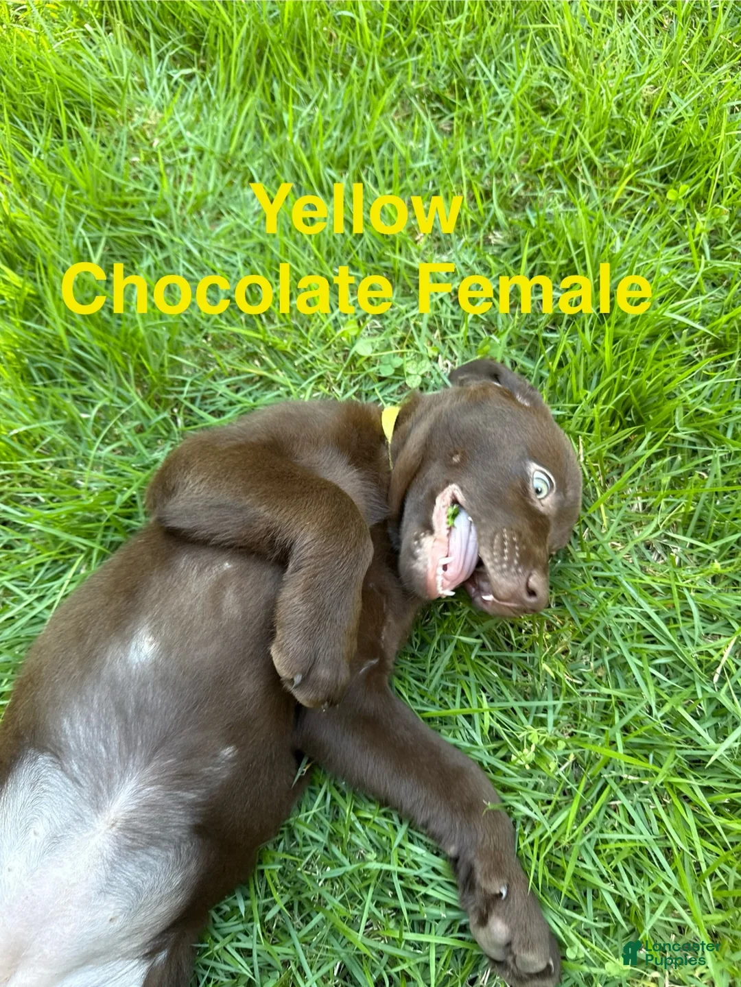 Labrador Retriever dogs for sale: Yellow - Ad 2