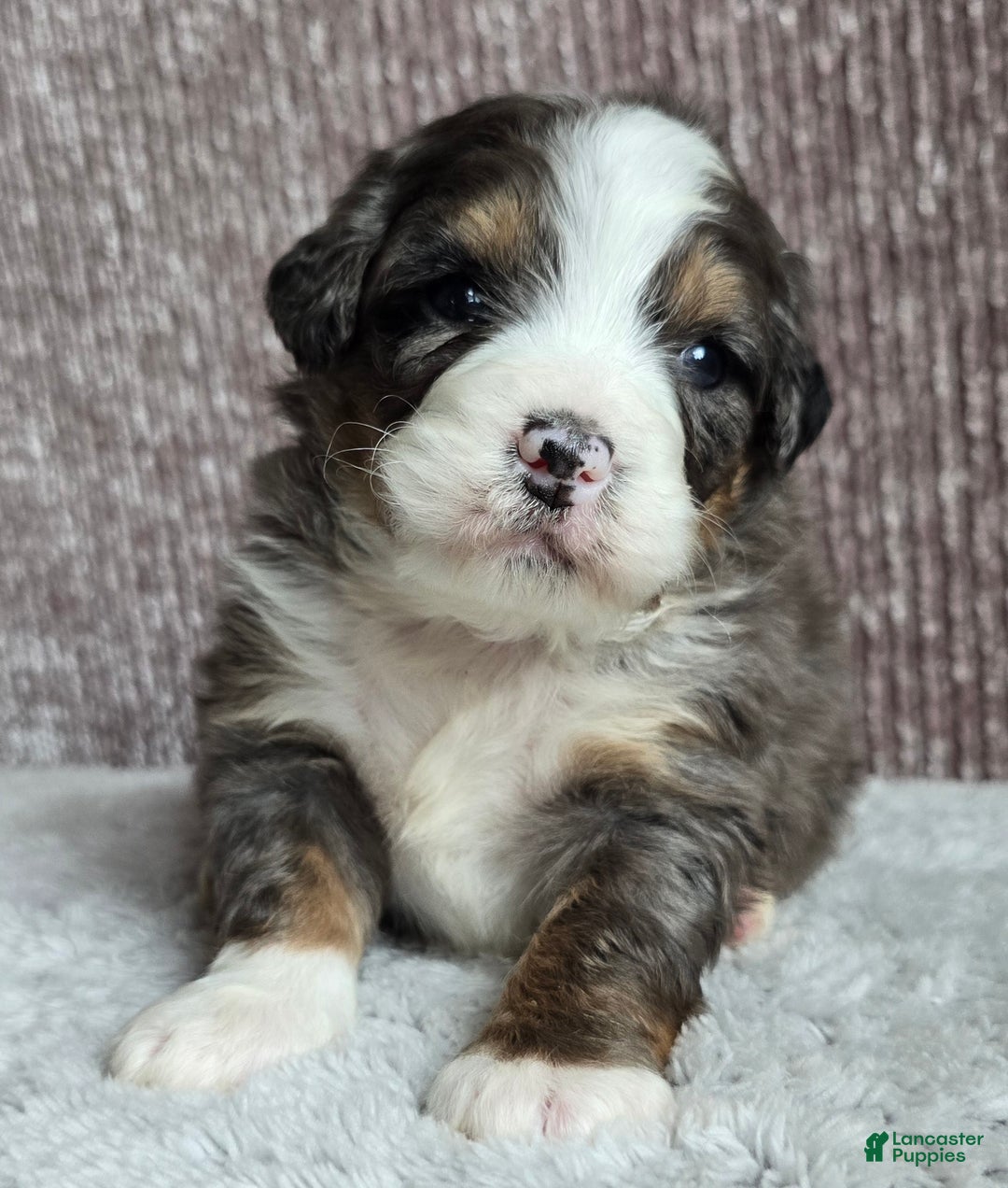 Mini Bernedoodle dogs for sale: Mini Archie - Ad 9